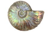 1 1/2" Silver Iridescent Ammonite Fossils - Photo 2